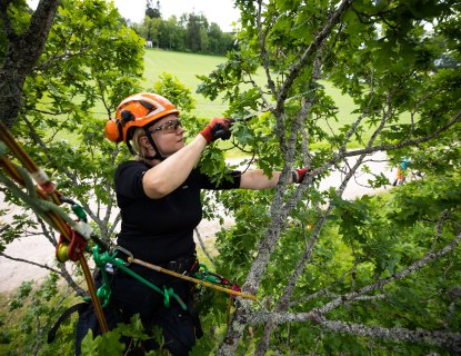 Arboristi_hyria_henri.enroos